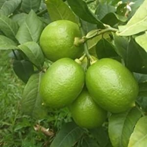 Pankaj Nursery Gandharaj Lemon(All Time) Nimboo Live Plant (Air Layered/Guti Kolom) Very Big Size Fruit "Special Variety"(Fruit After 6 Month)