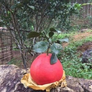 Golden Bloom Original Red Grapefruit Jambura Gaint Chakotra Batabi Lebu kambili Naranga Fruit Grafted Live Plant & Tree(1.5-2 Feet Size)